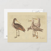 Shore Birds Briefkaart (Voorkant / Achterkant)