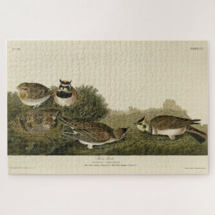 Shore Lark (Horned Lark) Audubon Birds of America Legpuzzel