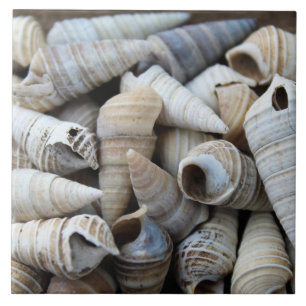 Shoreline Cone Shells Tegeltje