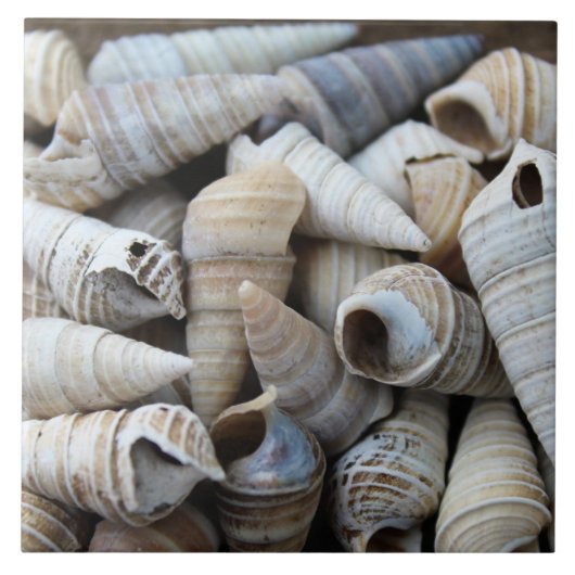 Shoreline Cone Shells Tegeltje (Voorkant)