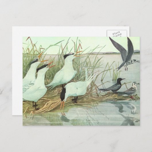 Shorevogels in Marsh door Louis Fuertes Briefkaart (Voorkant / Achterkant)