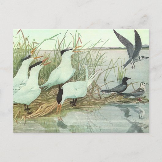 Shorevogels in Marsh door Louis Fuertes Briefkaart (Voorkant)