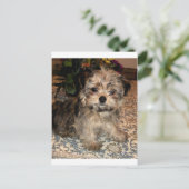 Shorkie Puppy Briefkaart (Staand voorkant)