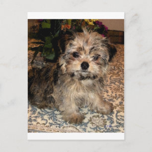 Shorkie Puppy Briefkaart