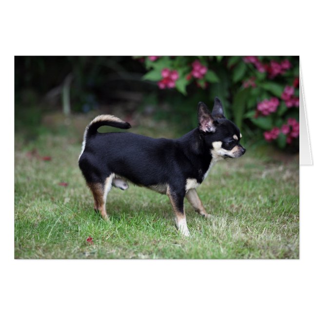 Short Haired Chihuahua Standing (Devant horizontal)