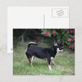 Short Hazard Chihuahua Standing Briefkaart (Voorkant / Achterkant)