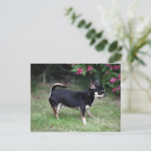 Short Hazard Chihuahua Standing Briefkaart (Staand voorkant)