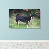 Short Hazard Chihuahua Standing Canvas Afdruk (Insitu (Houten vloer))