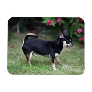 Short Hazard Chihuahua Standing Magneet