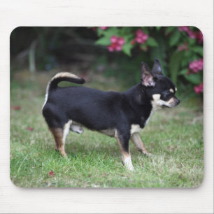 Short Hazard Chihuahua Standing Muismat