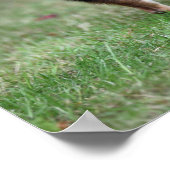 Short Hazard Chihuahua Standing Poster (Hoek)