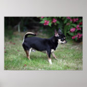 Short Hazard Chihuahua Standing Poster (Voorkant)