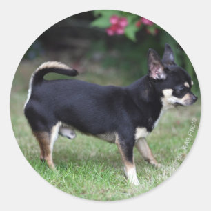 Short Hazard Chihuahua Standing Ronde Sticker