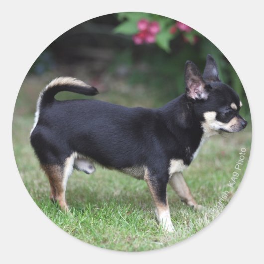 Short Hazard Chihuahua Standing Ronde Sticker (Voorkant)