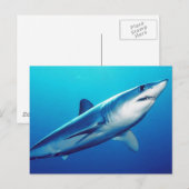 Shortfin Mako Shark Briefkaart (Voorkant / Achterkant)