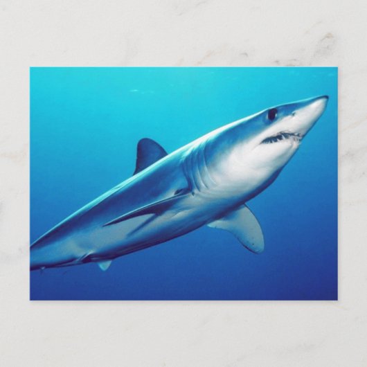 Shortfin Mako Shark Briefkaart (Voorkant)