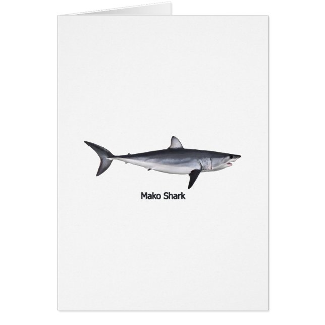 Shortfin Mako Shark Illustratie (Voorkant)
