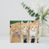 Shorthair Sinaasappel Tabby Kittens Briefkaarten (Staand voorkant)