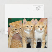 Shorthair Sinaasappel Tabby Kittens Briefkaarten (Voorkant / Achterkant)