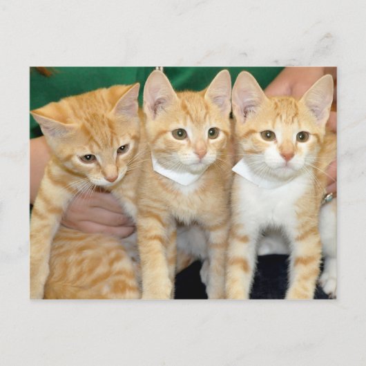 Shorthair Sinaasappel Tabby Kittens Briefkaarten (Voorkant)