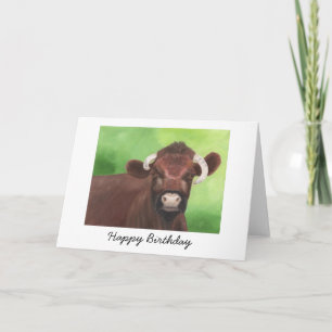 Shorthorn Bull Verjaardag Kaart