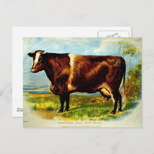 Shorthorn Dairy Koe Lithografie 1904 Briefkaart (Voorkant / Achterkant)