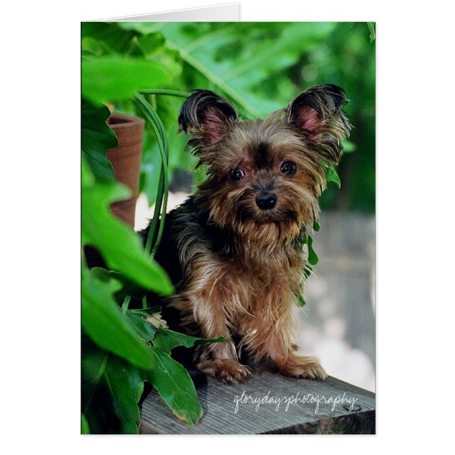 Shortie, glorydaysphotographie (Devant)