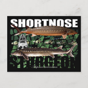 ShortnoseCollage-PCard Briefkaart