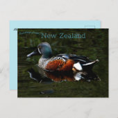 Shoveler Duck Nieuw-Zeeland Briefkaart (Voorkant / Achterkant)