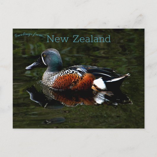 Shoveler Duck Nieuw-Zeeland Briefkaart (Voorkant)