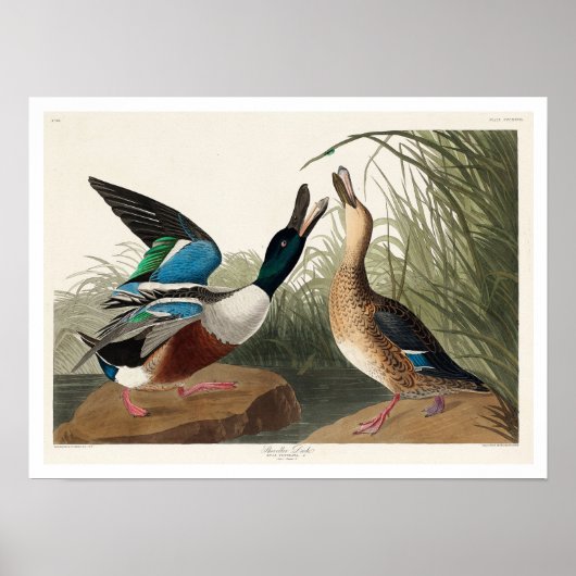 Shoveler Duck par Audubon Poster (Devant)