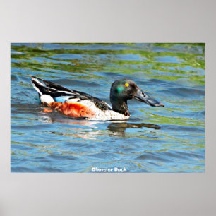 Shoveler Duck Poster