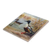 Shoveler Ducks  illustratie Tegeltje (Zijkant)