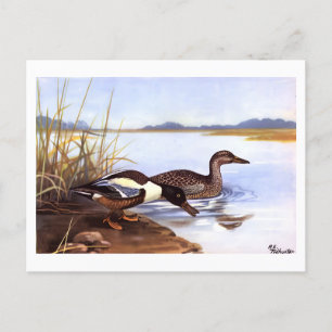  Shoveler Ducks van R E Todhunter gesigneerd Briefkaart