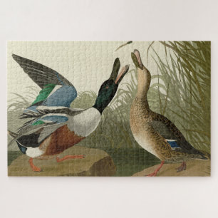 Shoveller Duck - van Audubon's Birds of America Legpuzzel