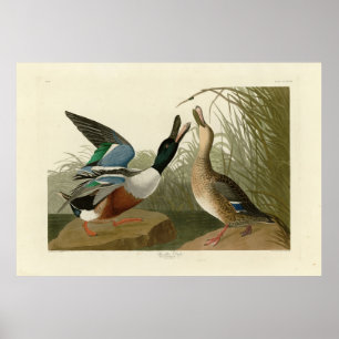 Shoveller Duck - van Audubon's Birds of America Poster