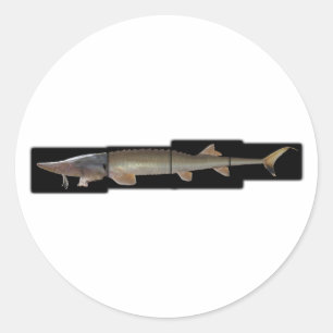 Shovelnose Sturgeon - Scaphirhynchus platorynchus Ronde Sticker