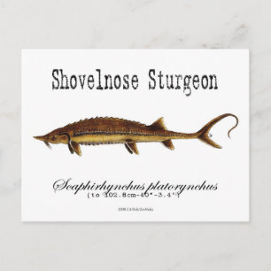Shovelnose Sturgeon-White-Briefkaart Briefkaart