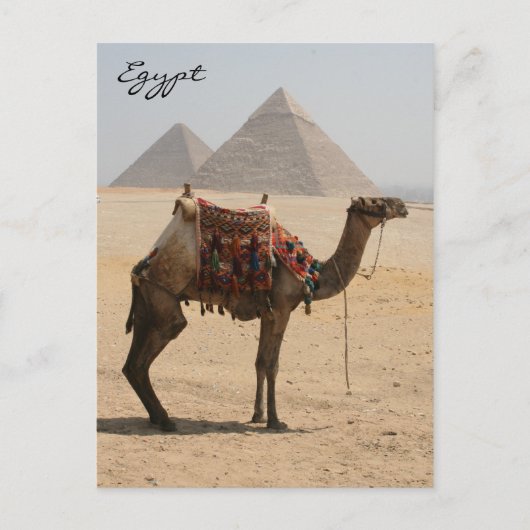 show camel briefkaart (Voorkant)