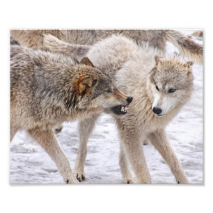 Show geen angst - Wolf laat de overheersing zien Foto Afdruk
