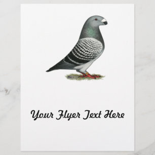 Show Racer Blue Checker Pigeon Flyer