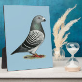 Show Racer Blue Checker Pigeon Fotoplaat (Zijkant)