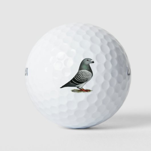Show Racer Blue Checker Pigeon Golfballen (Voorkant)