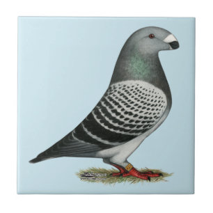 Show Racer Blue Checker Pigeon Tegeltje