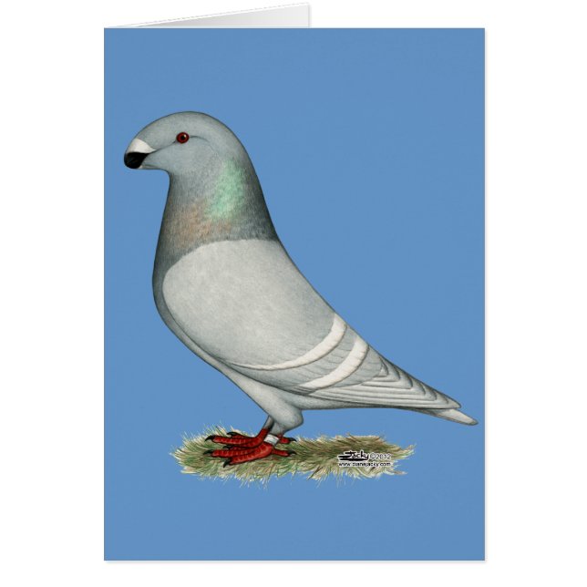 Show Racer Concept Hen (Voorkant)