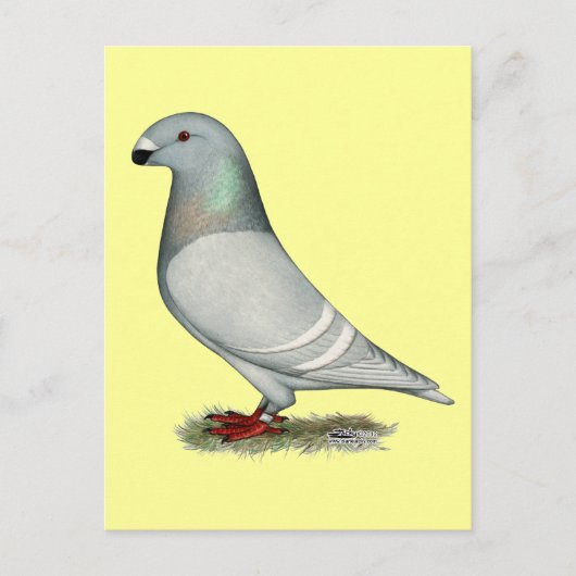 Show Racer Concept Hen Briefkaart (Voorkant)