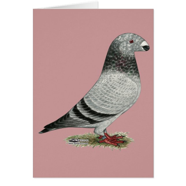 Show Racer Grizzle (Voorkant)