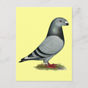 Show Racer Mismark Briefkaart