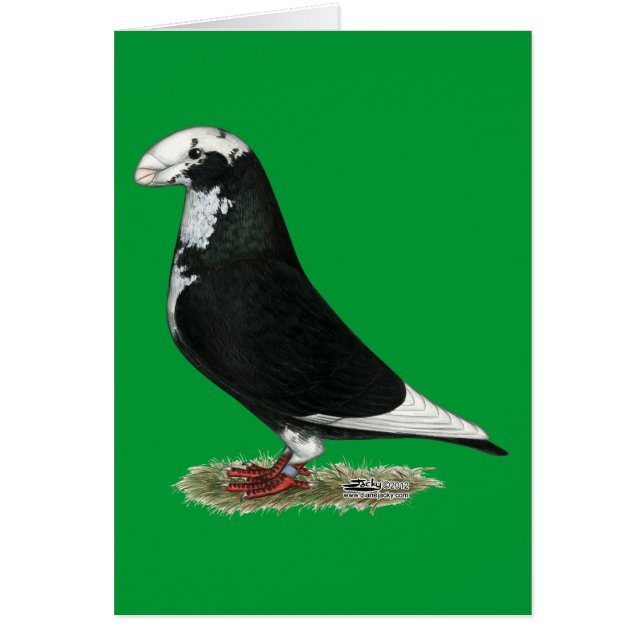 Show Racer Pied (Voorkant)