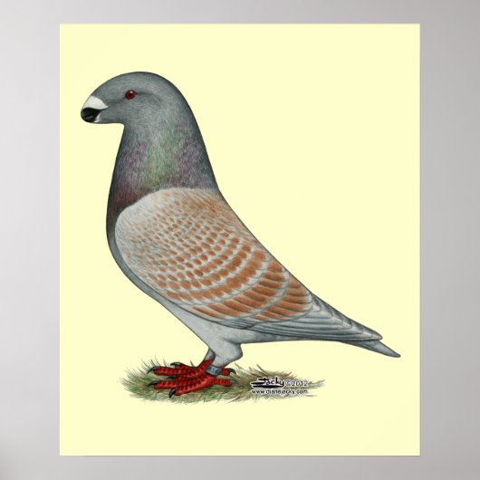 Show racer recessief optisch poster (Voorkant)